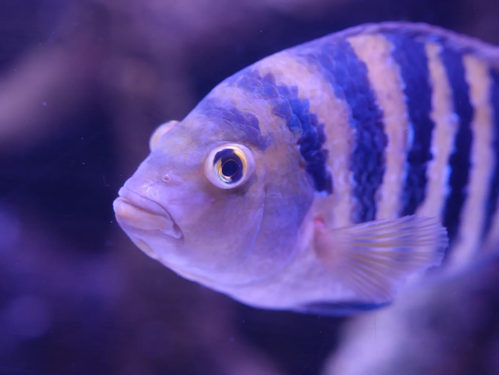 Close-up of a fish with dark vertical stripes, lit purple against a dark aquarium background.