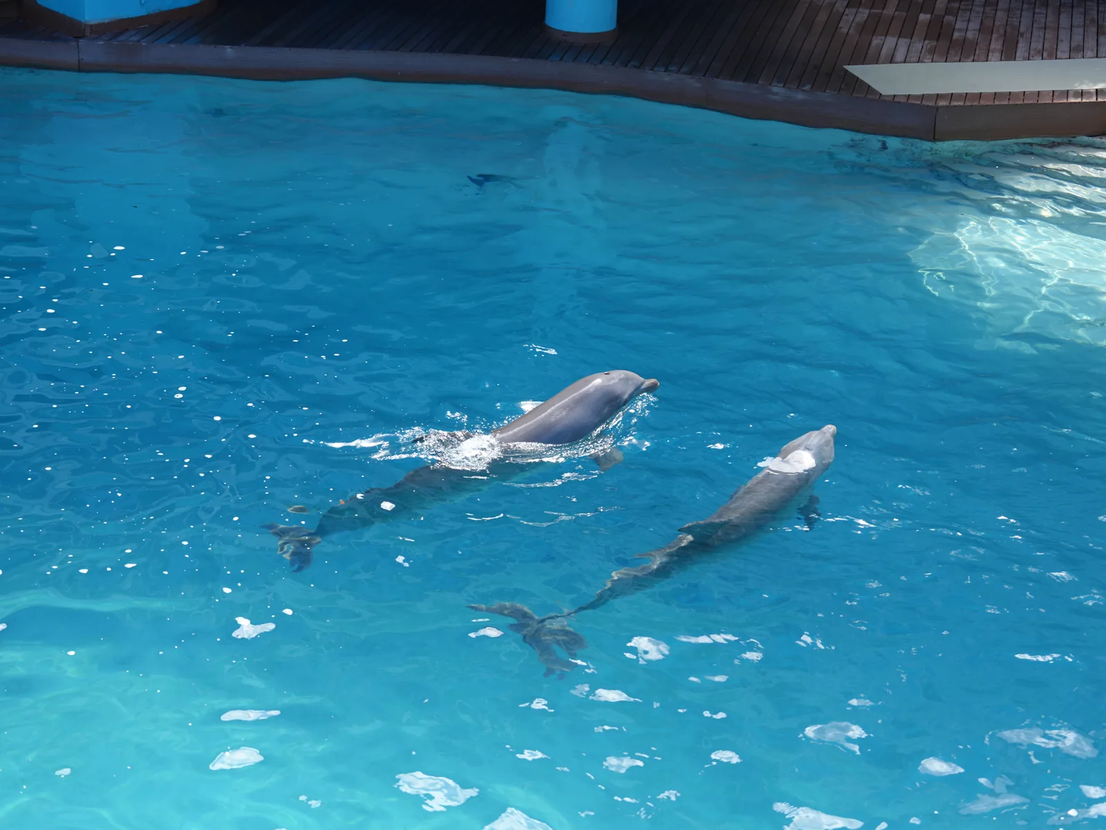 Two dolphins swim side by side just below the surface of bright turquoise water.