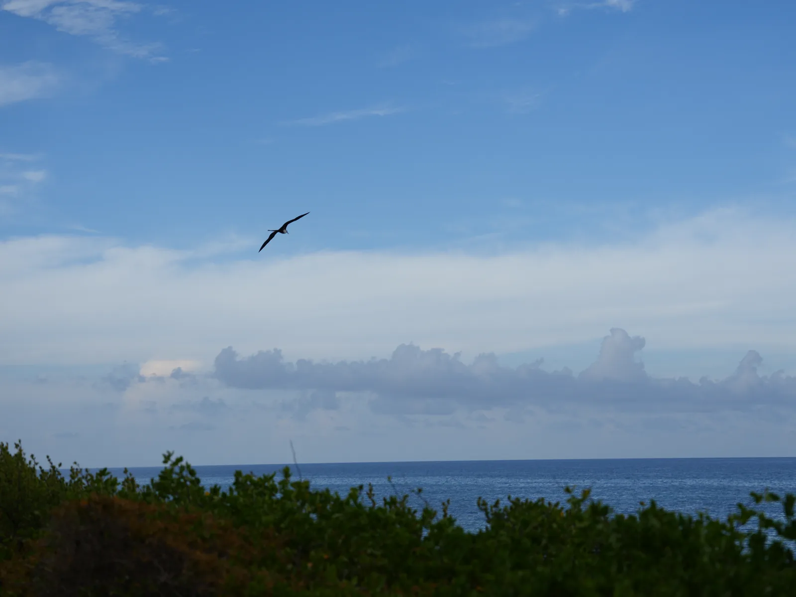 A frigatebird glides across a pale blue sky, above a band of clouds, the open sea and dark green coastal shrubs.
