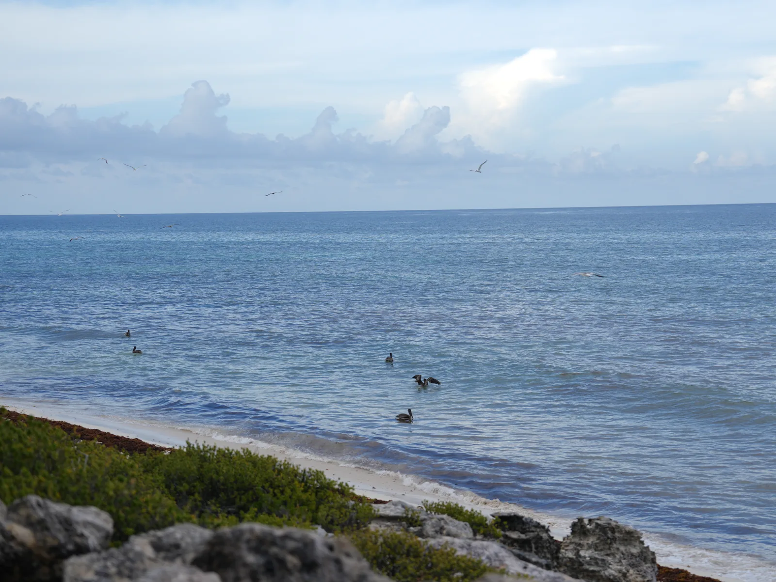 Brown pelicans float on calm blue water off a white-sand beach, with gulls overhead and limestone rocks in the foreground.